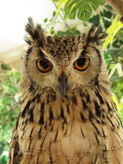 hunter eye
