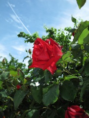 薔薇