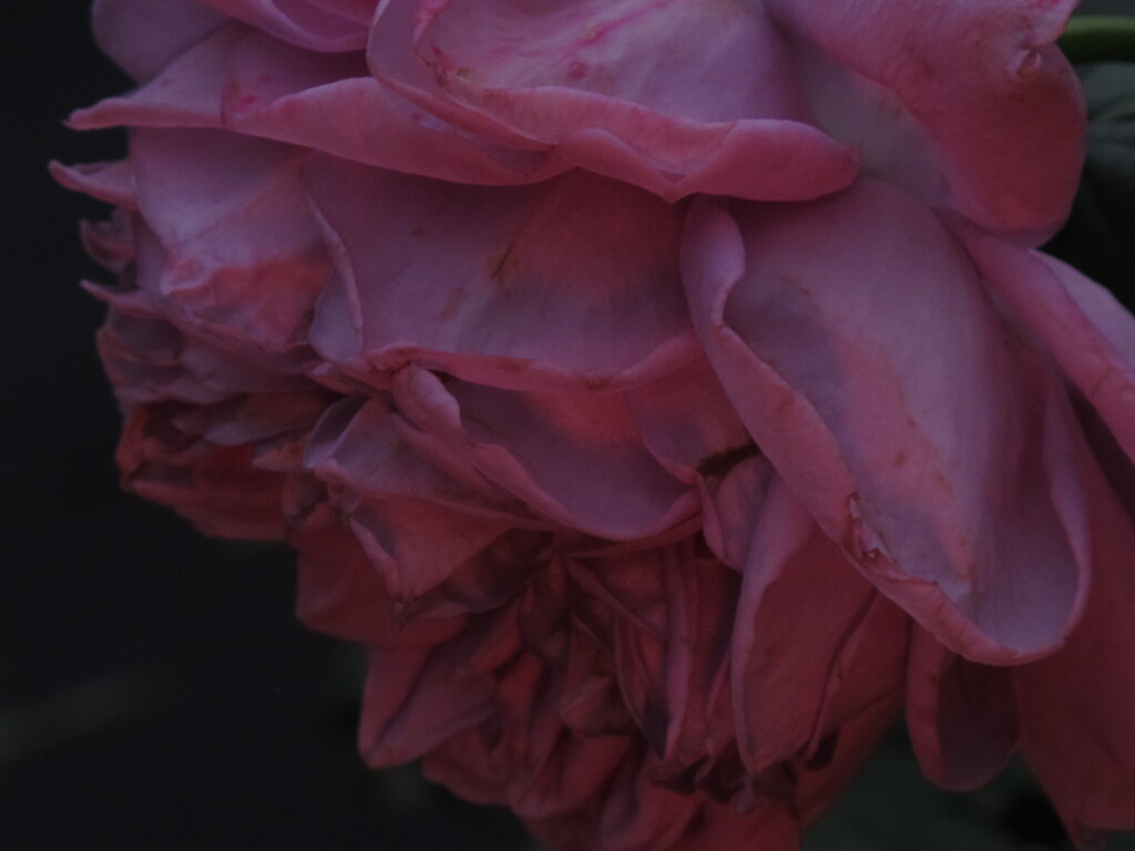 ないものねだり