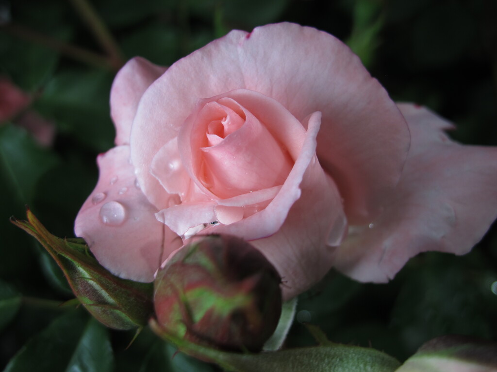 薔薇1