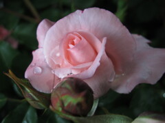 薔薇1
