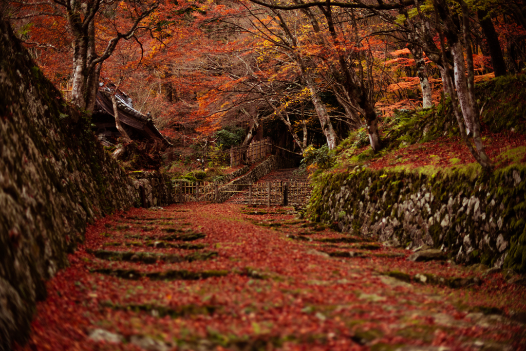 百済寺　血染めの紅葉