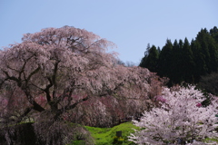 咲き誇る又兵衛桜