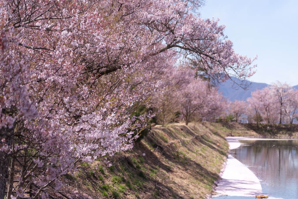 桜舞い散り、過ぎゆく季節