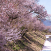 桜舞い散り、過ぎゆく季節
