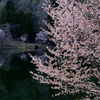 春の変遷