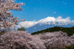 日本の風景　桜吹雪