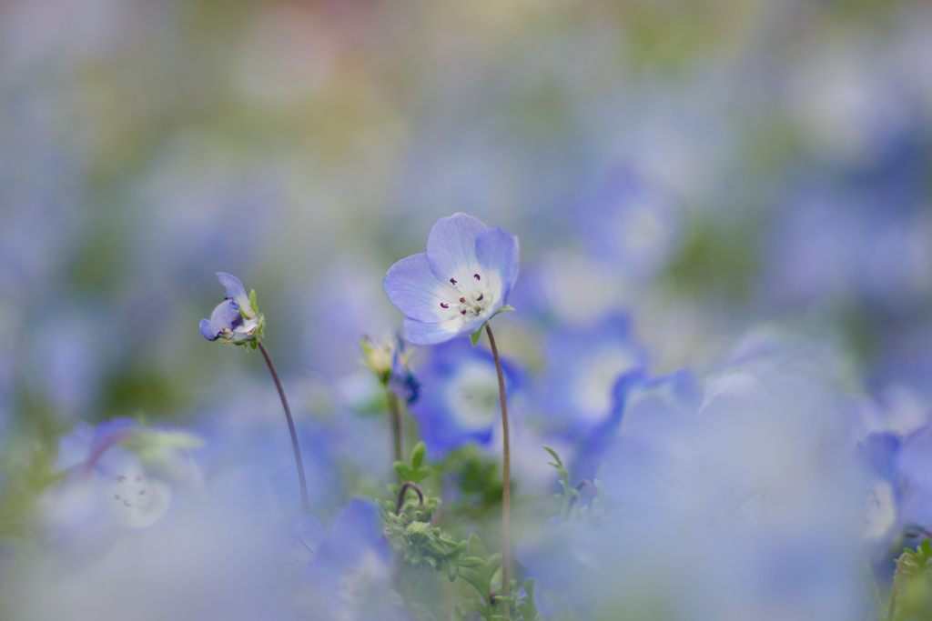淡く見上げて