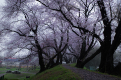 桜咲く堤は雨模様
