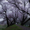 桜咲く堤は雨模様