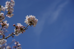 桜、春空に伸びる