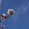 桜、春空に伸びる