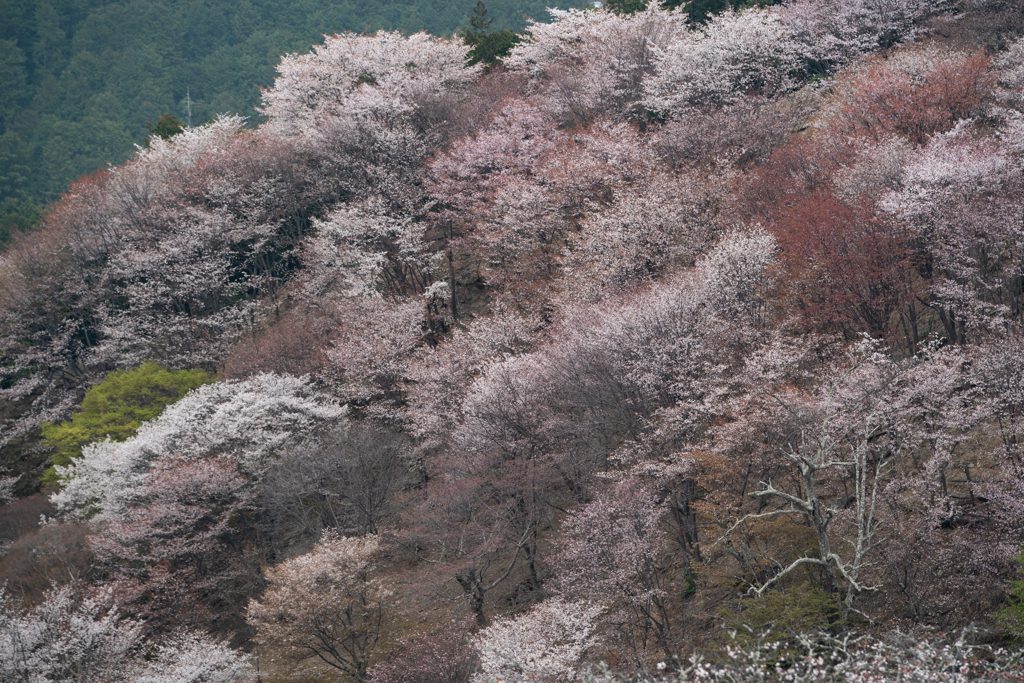 騒がしくも寂しい春
