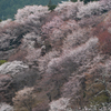 騒がしくも寂しい春