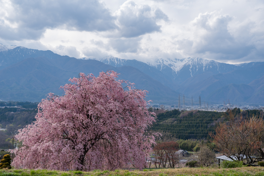 中央アルプスを望む一本桜