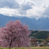 中央アルプスを望む一本桜