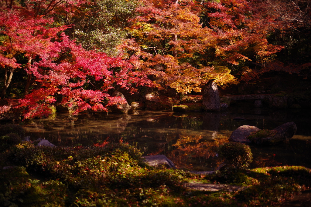 蓮華寺　秋色に染まる