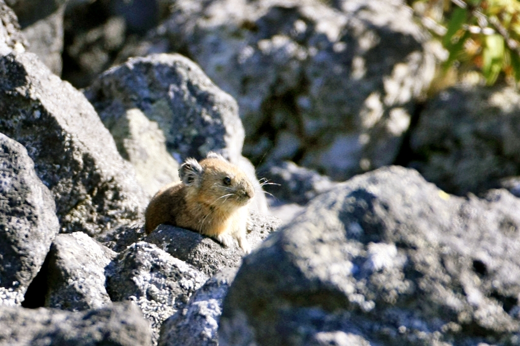 エゾナキウサギ