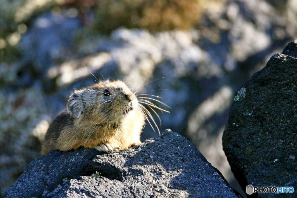 エゾナキウサギ