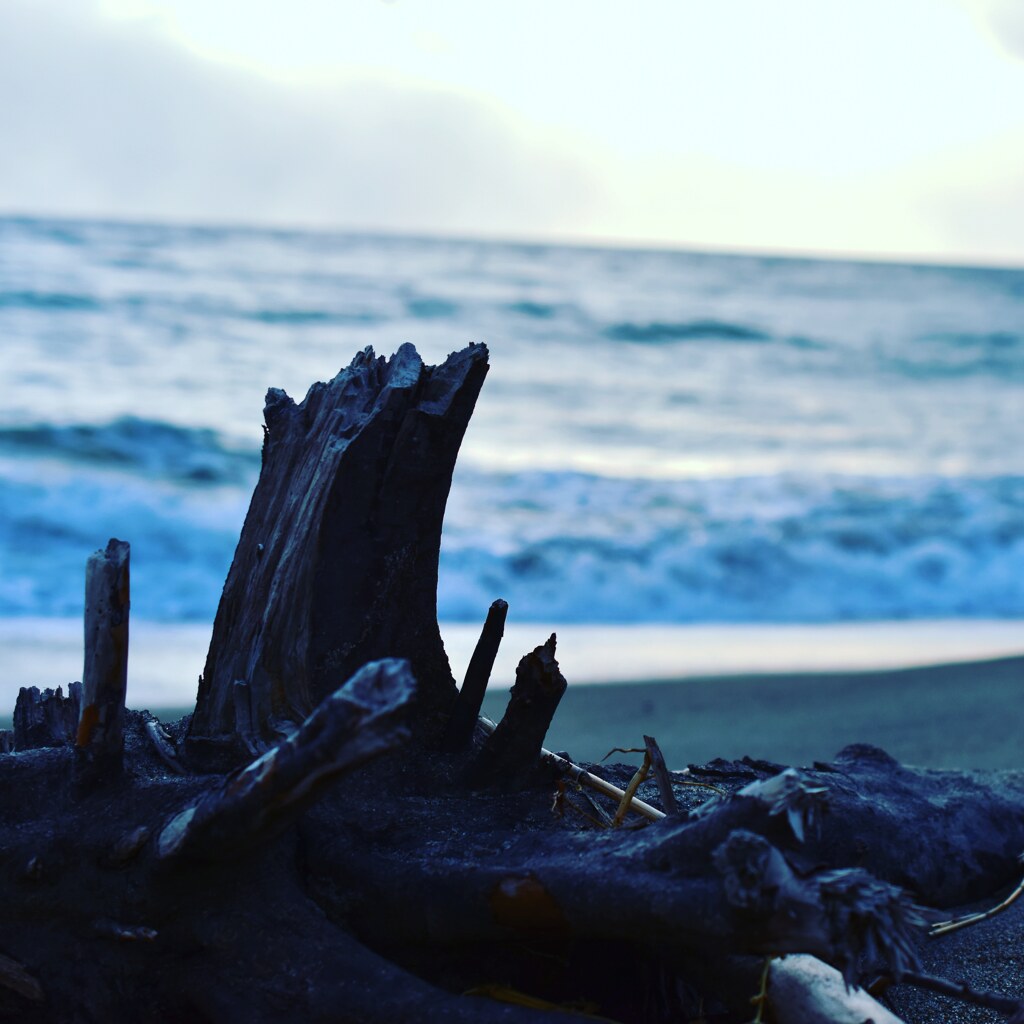 海と流木