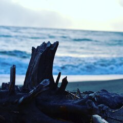 海と流木