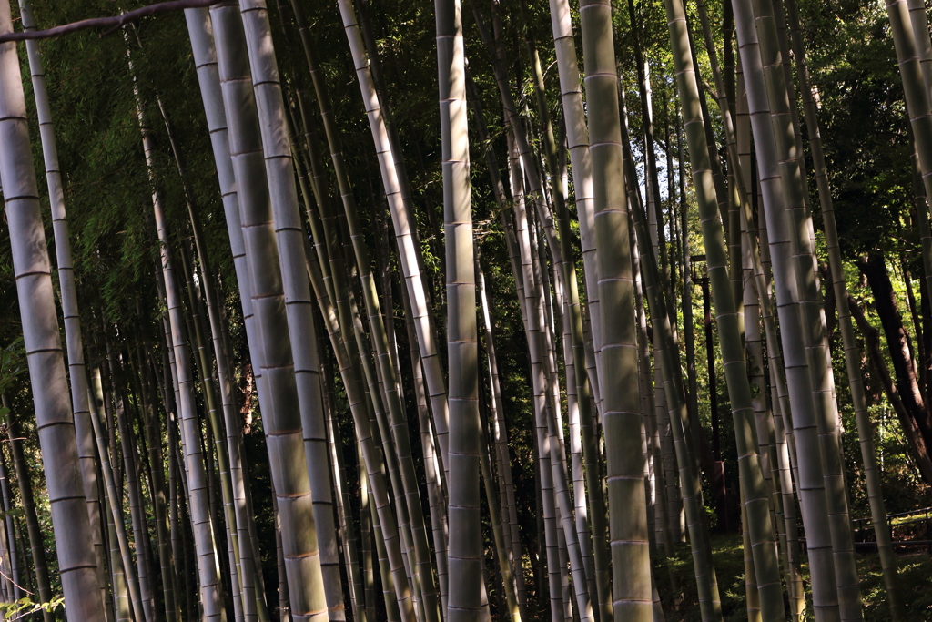 秋の竹林