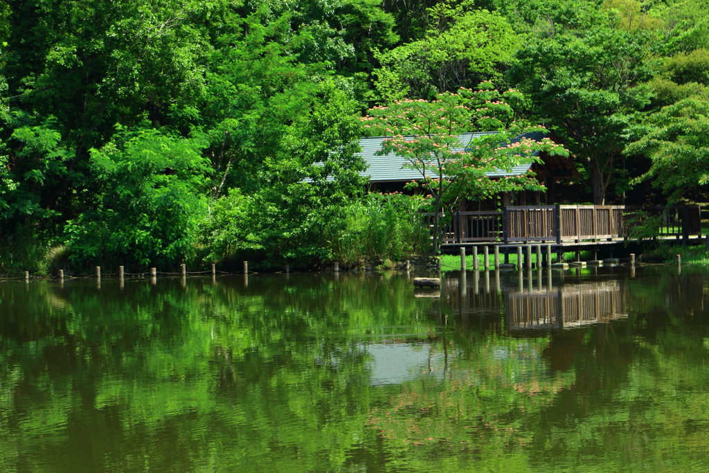 緑道公園の池