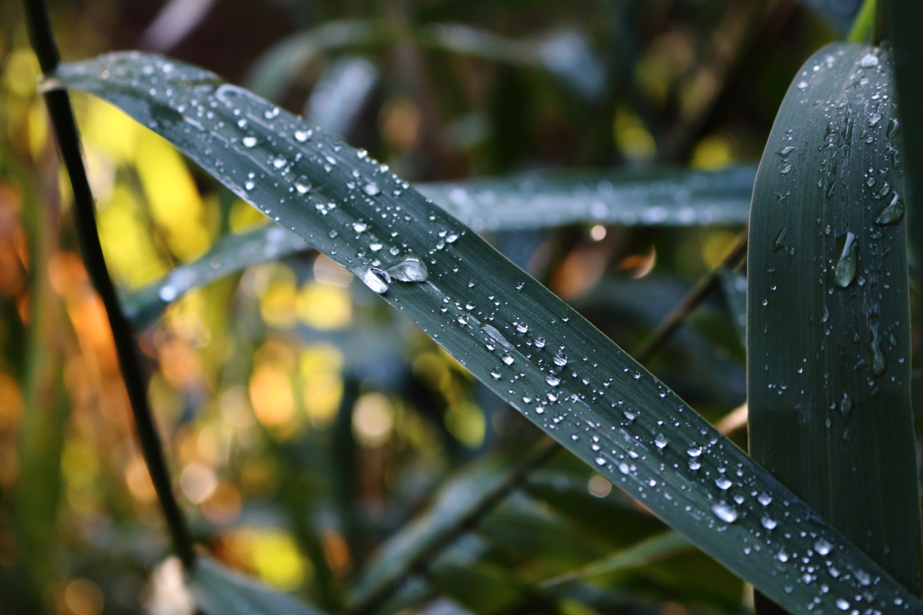 雨上がりの朝！！