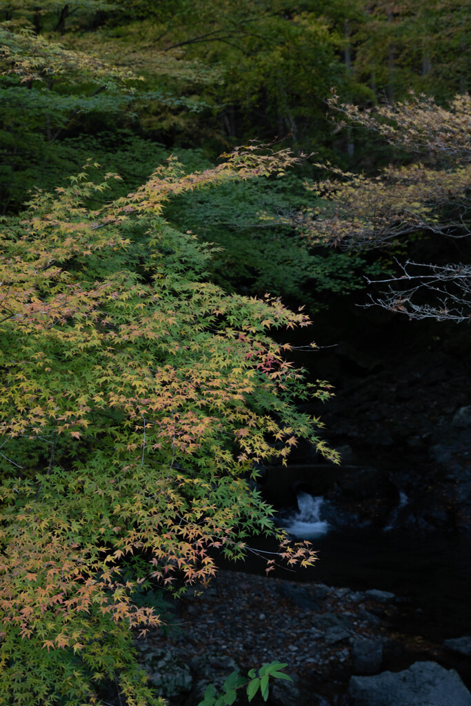 紅葉の流れ