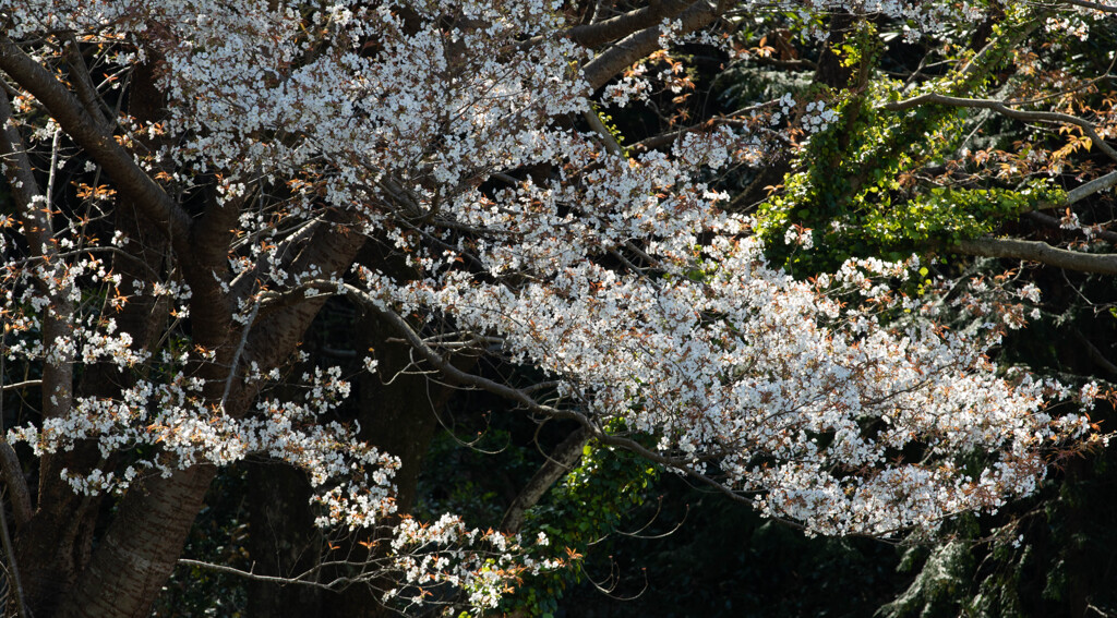 桜１