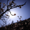梅の花