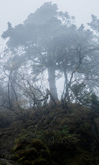 霧の先の大木