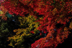 紅の衝動