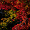紅の衝動
