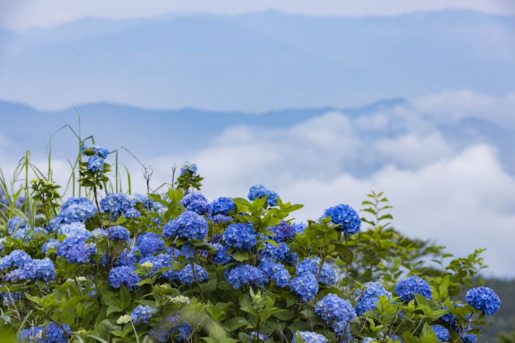 あじさいと雲海