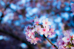 開花した！