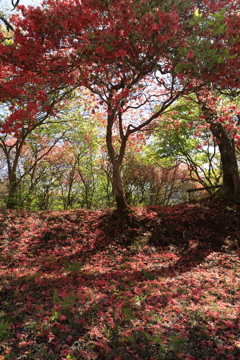 赤く染まる