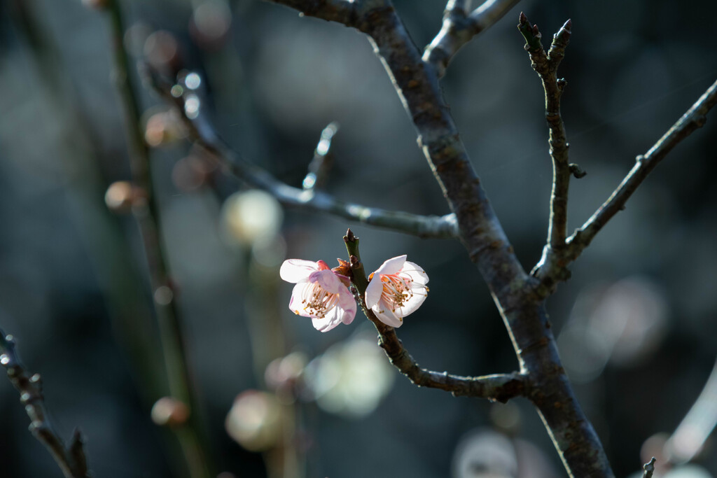 明谷梅林　梅の花　２輪