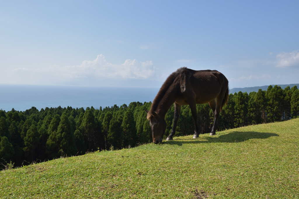 野生の馬