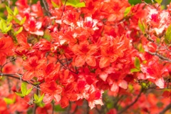 桜の片隅で