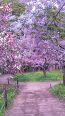 神宮の桜