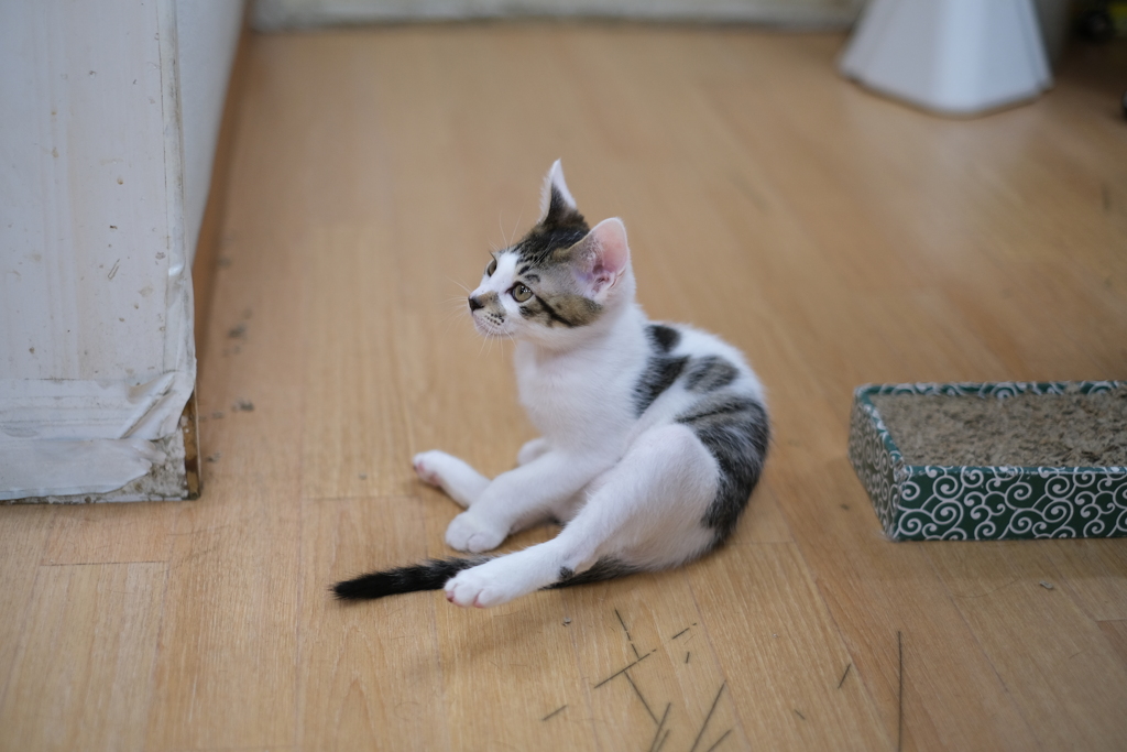 猫