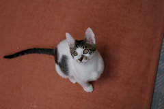 チビ猫
