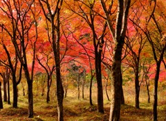 紅葉