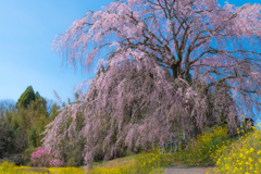 墓守桜