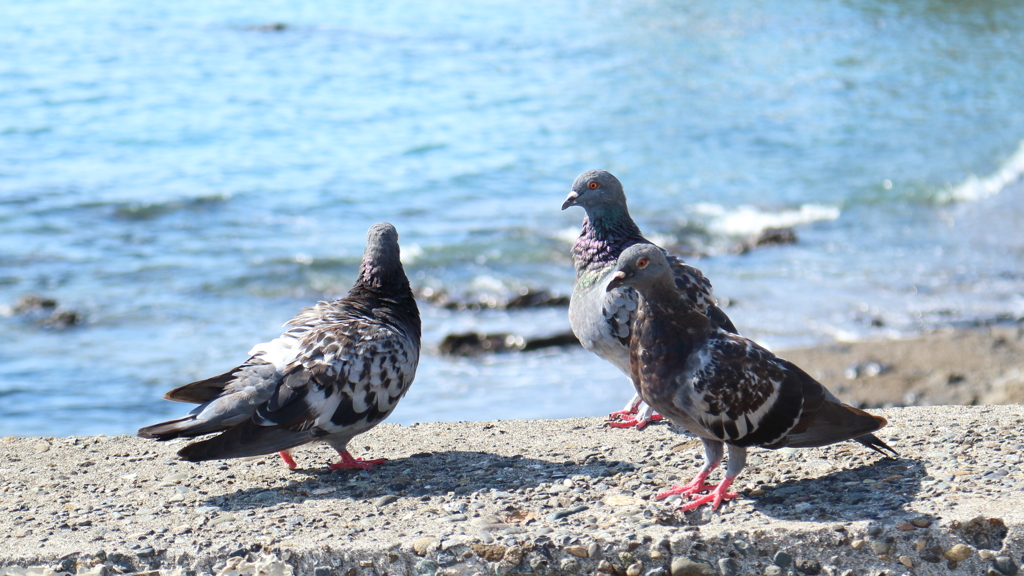鳩
