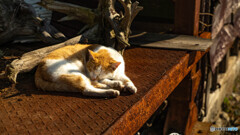 Sleepy cat