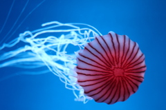 jellyfish