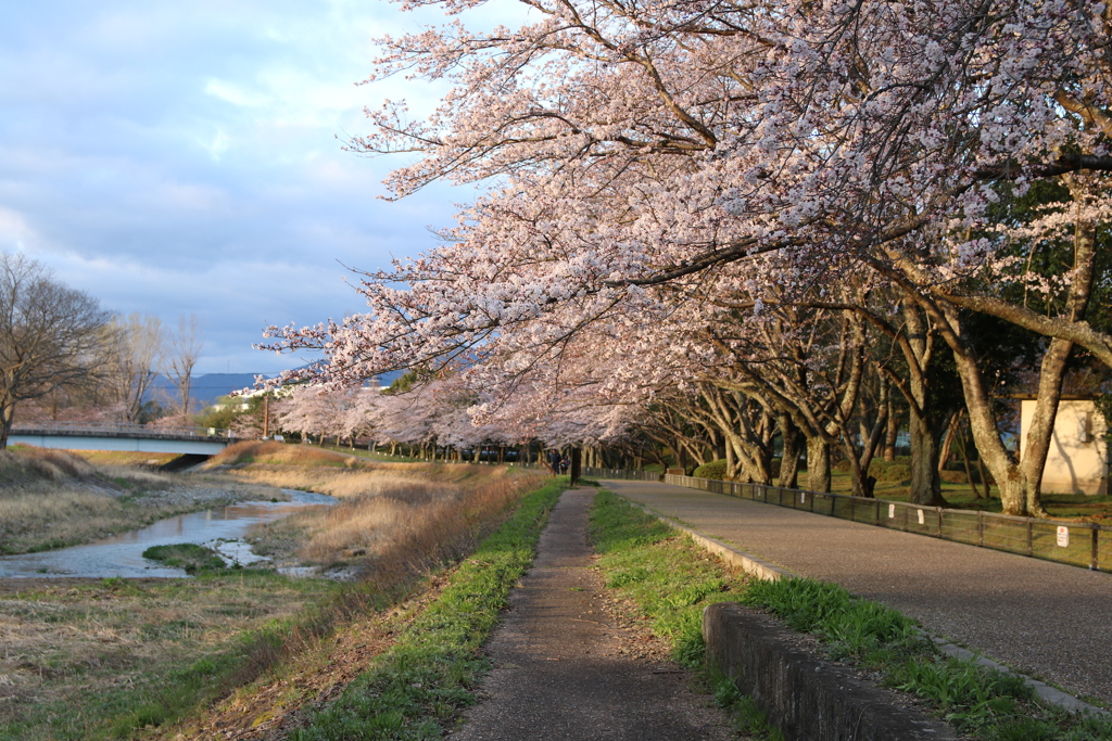 亀岡運動公園　桜