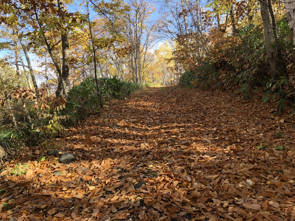 落ち葉舞い散る森の道
